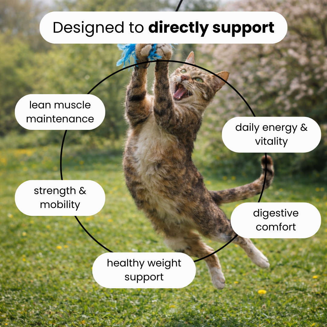 Kidney & Muscle Support for Cats