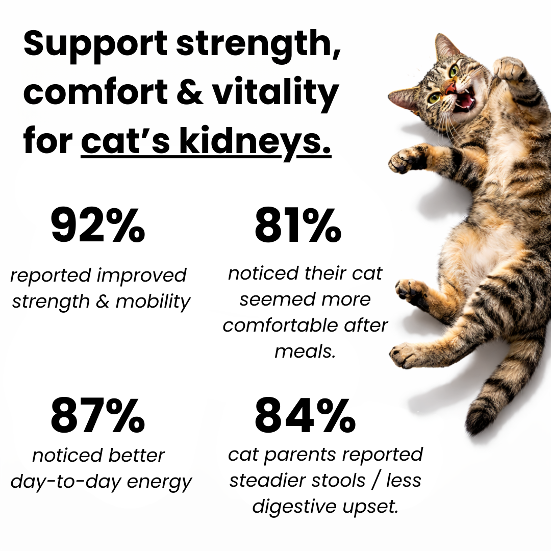 Kidney & Muscle Support for Cats
