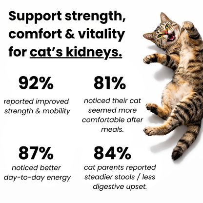 Kidney & Muscle Support for Cats