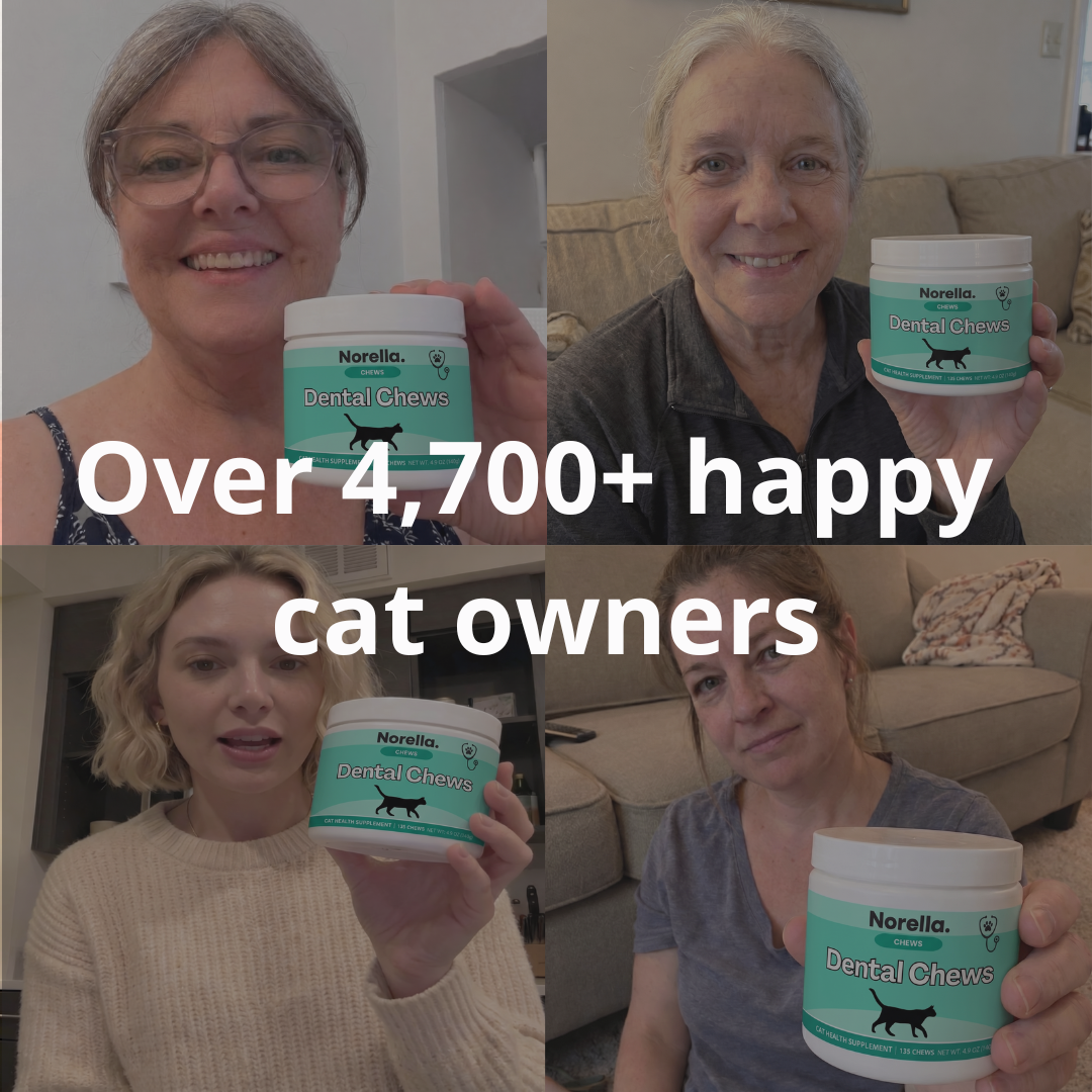 Dental Support Chews for Cats
